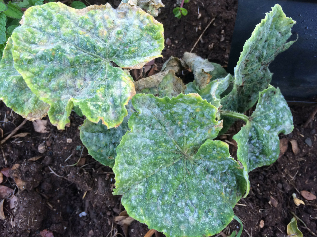 How To Identify And Treat Common Cucumber Diseases Dengarden