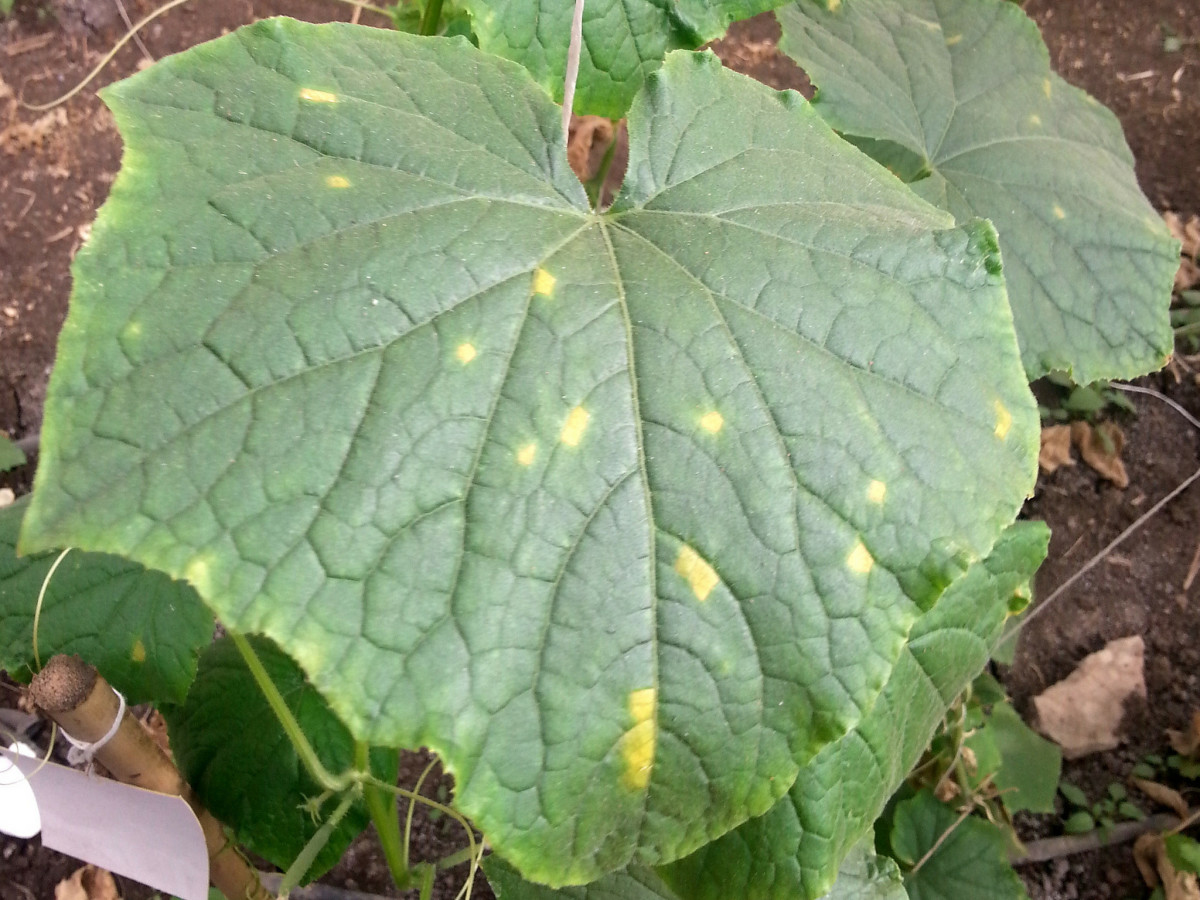 Angular, yellow spots on the leaves could indicate downy mildew. To be sure, check under the leaf for fuzzy, dark gray spots (spores).