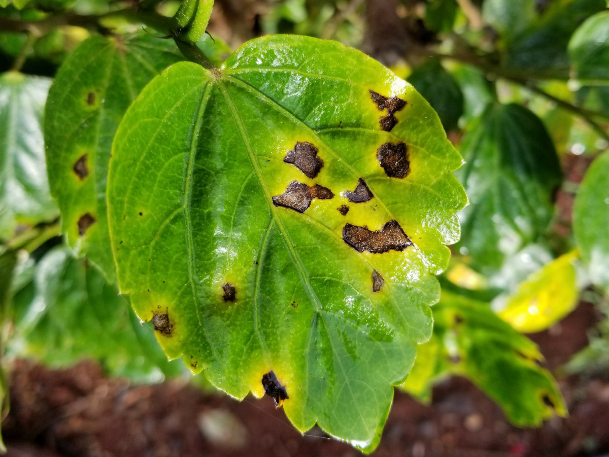 Bacterial leaf spots on hibiscus leaf. Notice the brown spots are contained within the veins of the leaves, giving them an angular appearance.