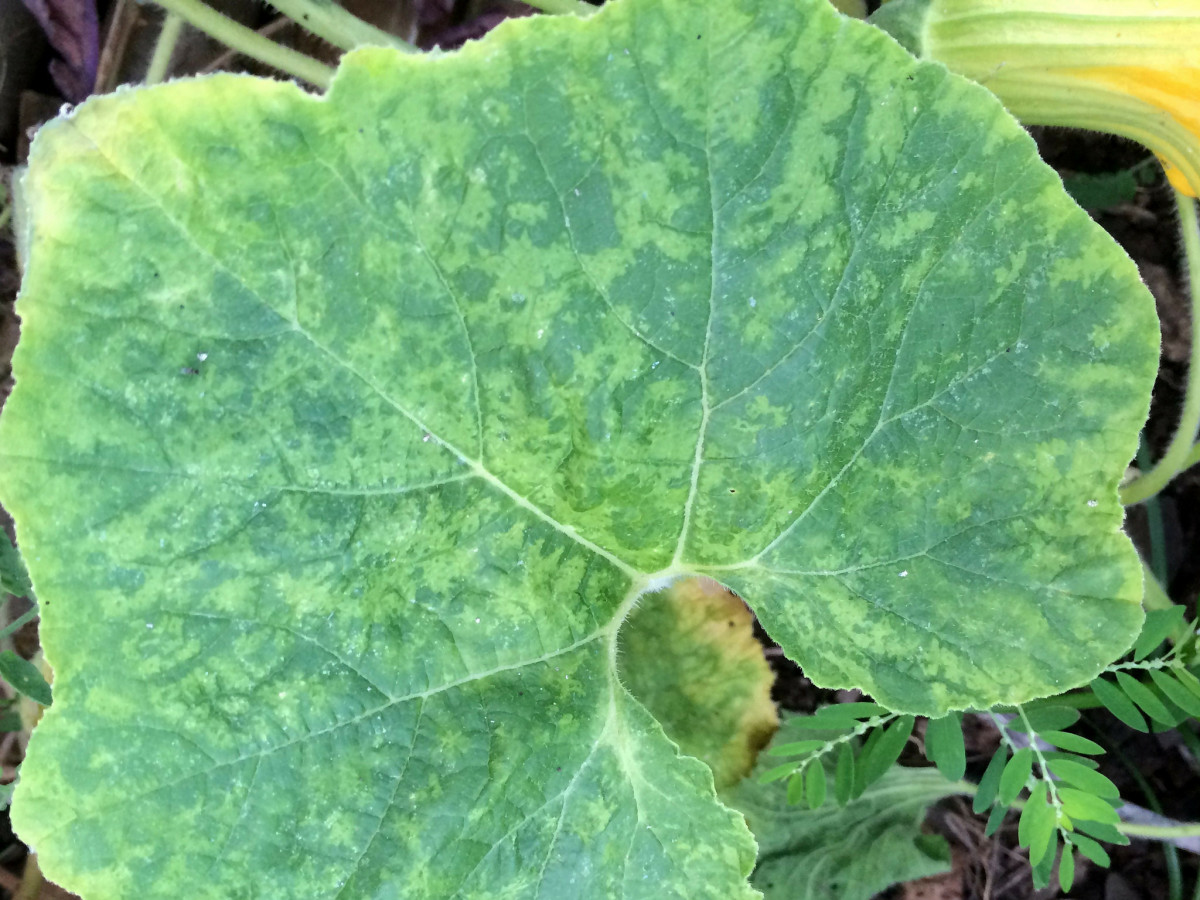 Patterns of pale white or yellow lines and patches on the leaves are telltale signs of a cucumber mosaic virus infection.