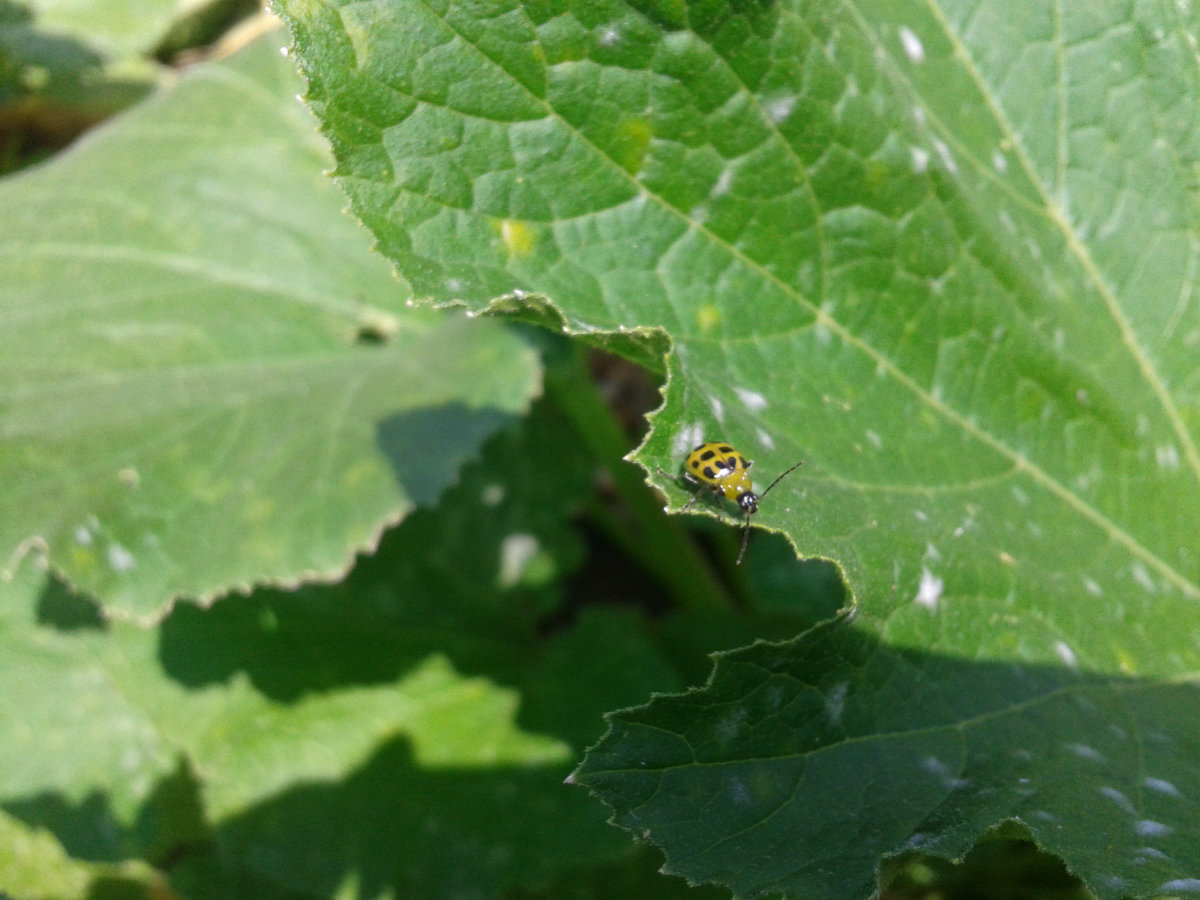 Both striped and spotted cucumber beetles can spread the bacteria that causes the cucumber leaves to turn yellow and wilt.