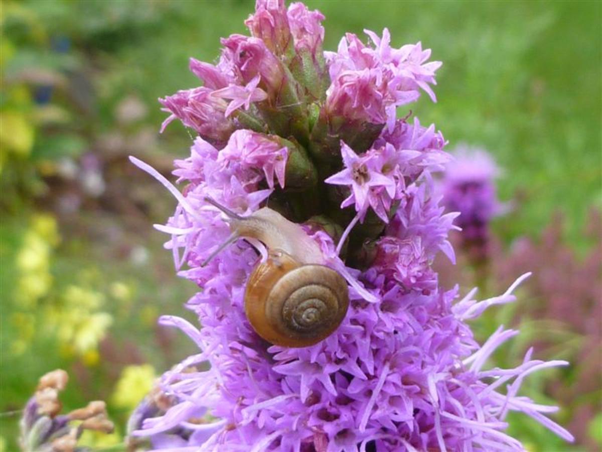 Slugs and snails hate copper.