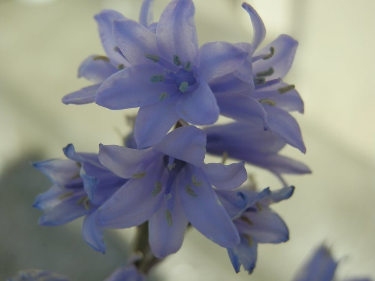 A close-up of Spanish bluebells. 