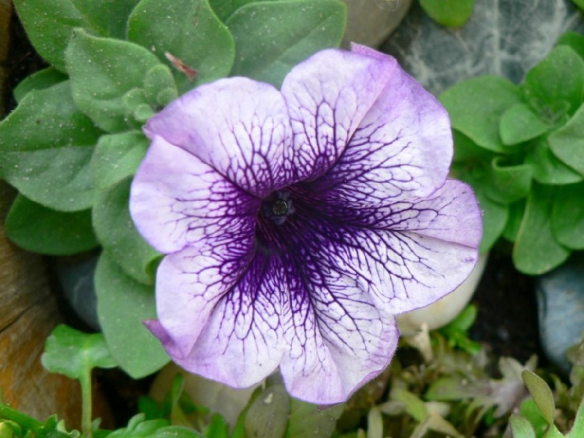Purple petunia.