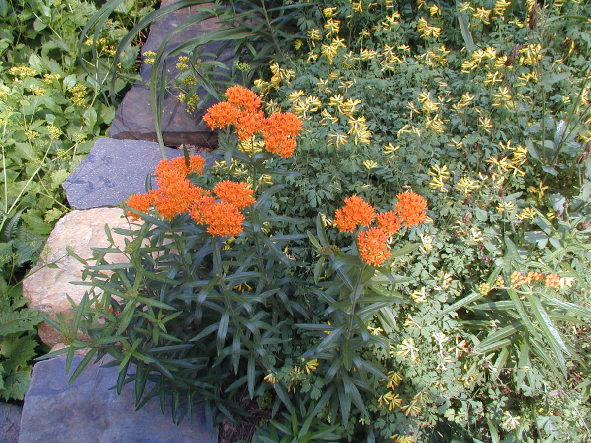 5 Flowers to Attract Butterflies to Your Garden Dengarden