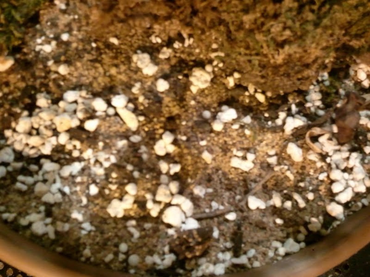 Loamy soil mixed with sand and perlite for drainage.