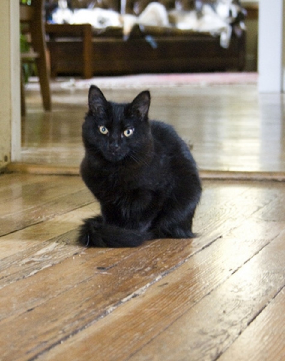 Shabby-cat floorboards (Creative Commons).