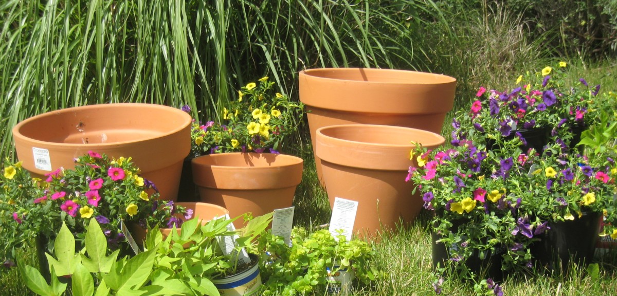 Gather your supplies—varying sizes of terra cotta pots an assortment of annuals.