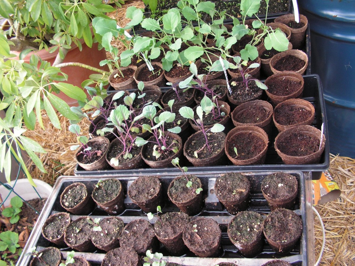 Recycling and Reusing Seedling Trays and Pots in the Backyard Garden