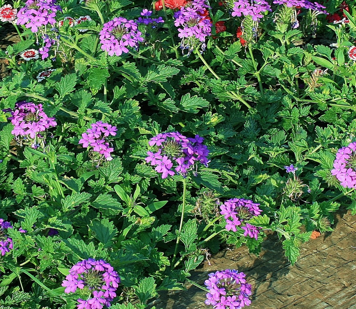 6 Drought Tolerant Ground Covers With Showy Flowers Dengarden