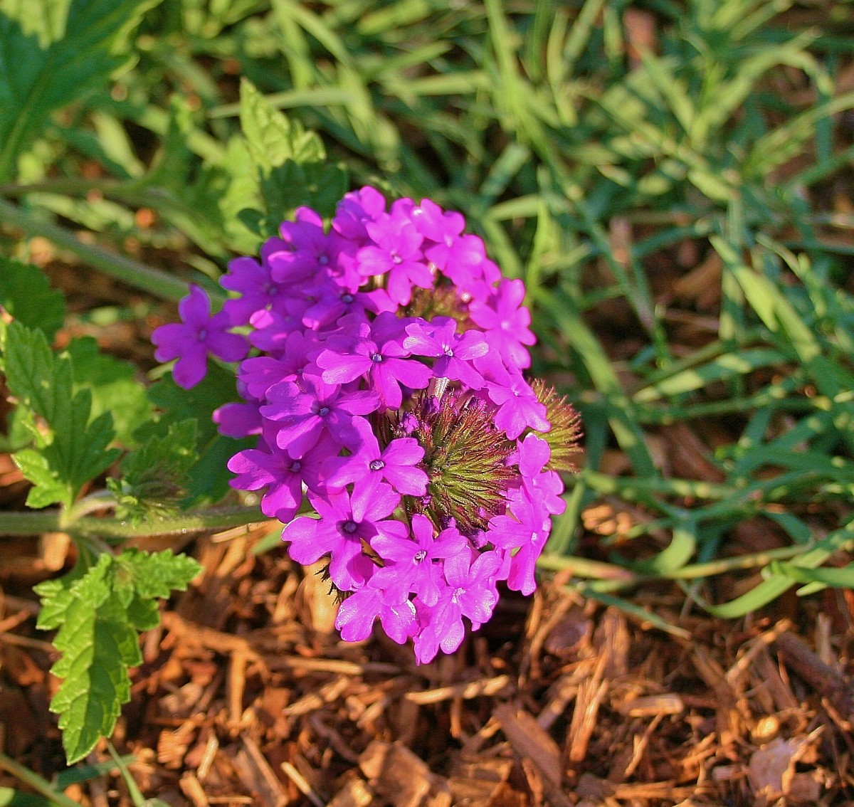 Homestead Purple Verbena.