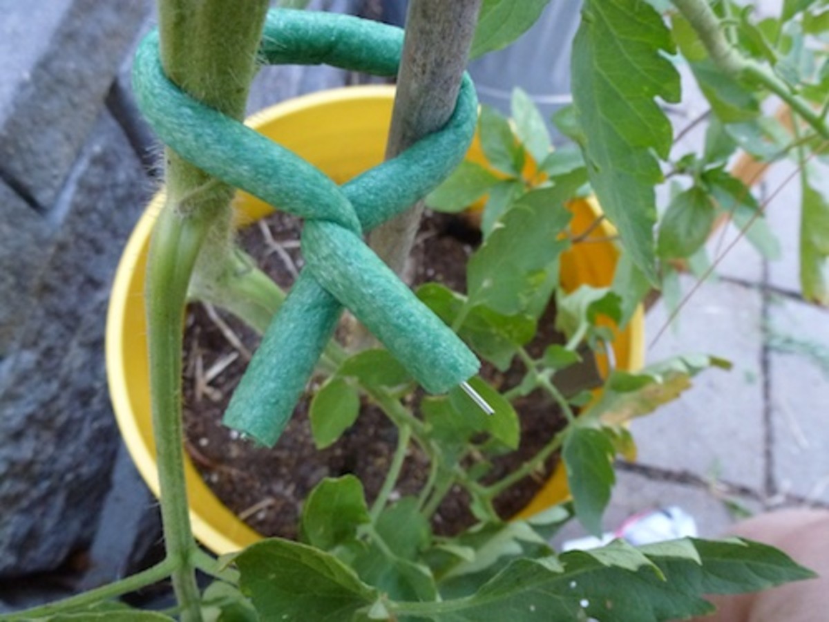 By midsummer, soft and reusable foam ties on bamboo stakes are barely noticeable in the tomato vines.