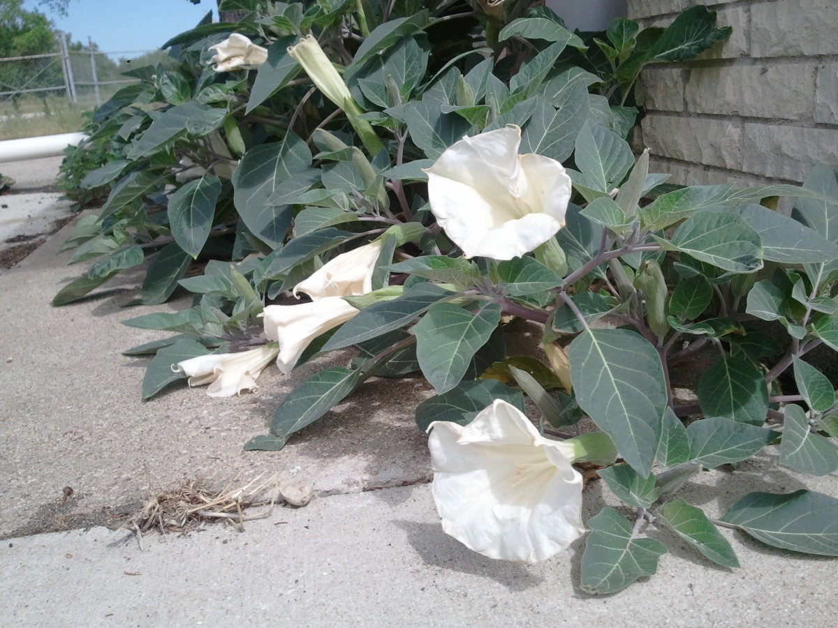 Datura spreads more laterally than vertically. Space out plants accordingly. 