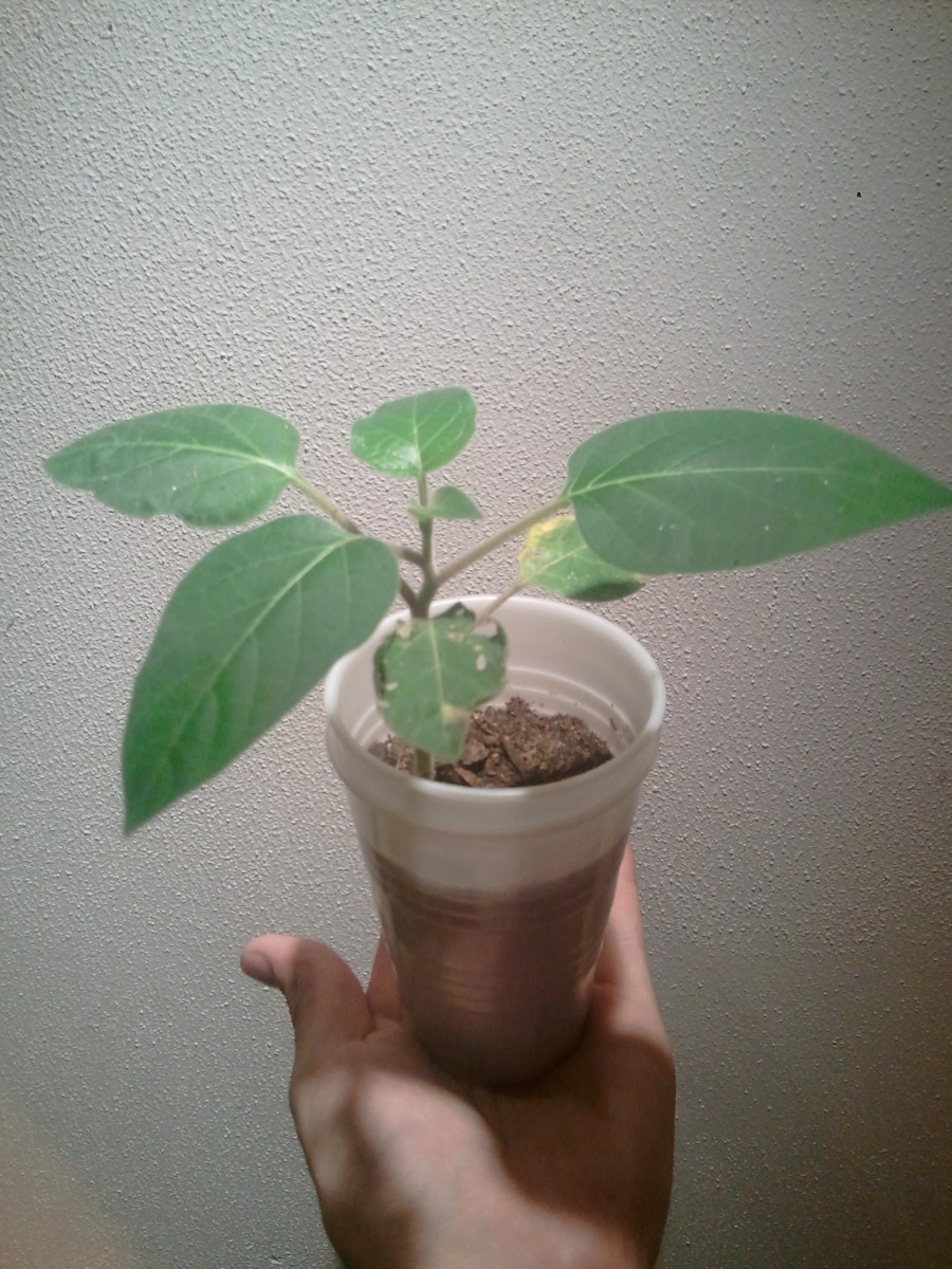 Young datura plant ready for transplanting.