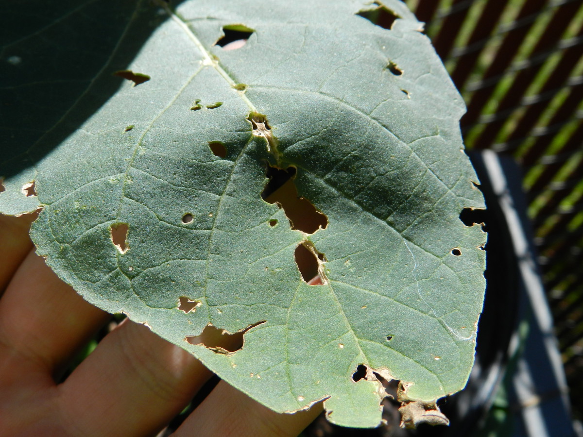 Pest damage on a datura metel leaf. 