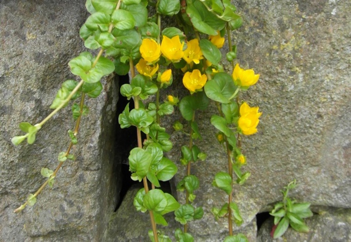 Plants That Grow on Walls - Dengarden