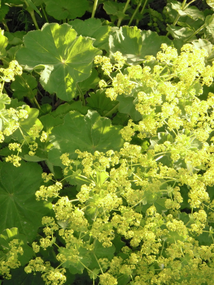 22 Best Plants for Sun With Summer Flowers Dengarden