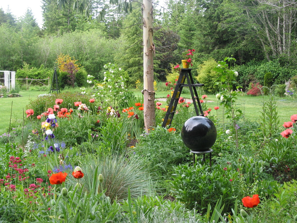 22 Best Plants for Sun With Summer Flowers Dengarden