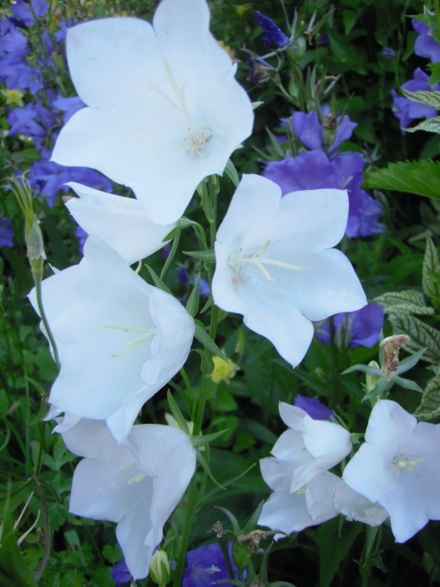 22 Best Plants for Sun With Summer Flowers Dengarden