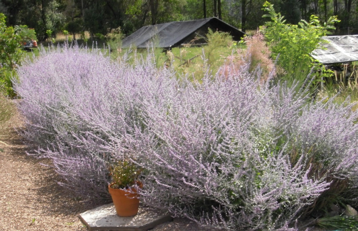 Russian Lavender grows waist-high when in full bloom, and makes a beautiful fragrant hedge to screen sight lines around a patio or beside a path.