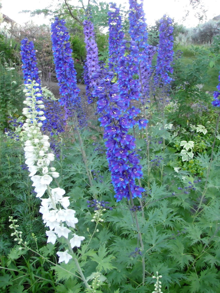 22 Best Plants for Sun With Summer Flowers Dengarden