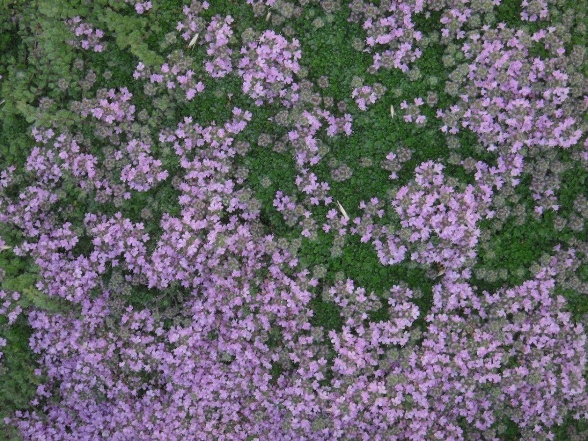 Creeping thyme flowers in July to make a colourful carpet of ground cover.