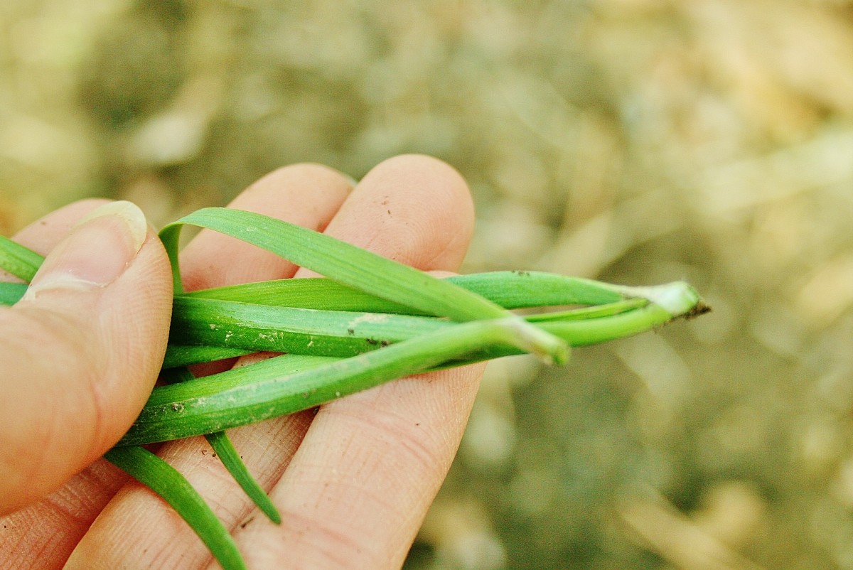 Clip chives close to the soil line when harvesting.