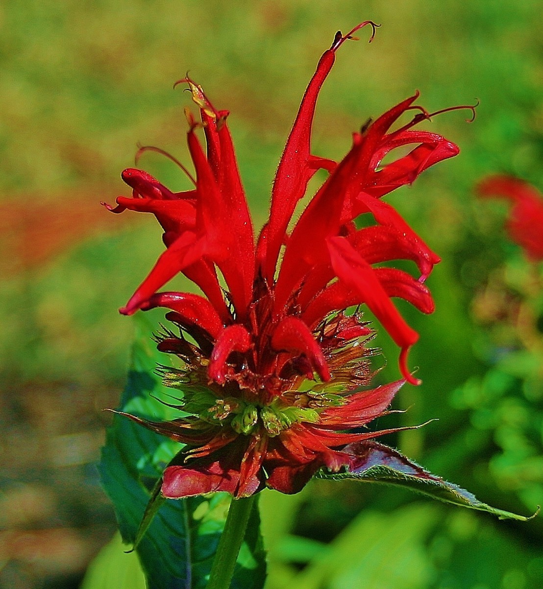 Bergamot (Monarda didyma), which prefers full sun and moist soil, is prone to mildew, a fungal infection that thrives in damp conditions.