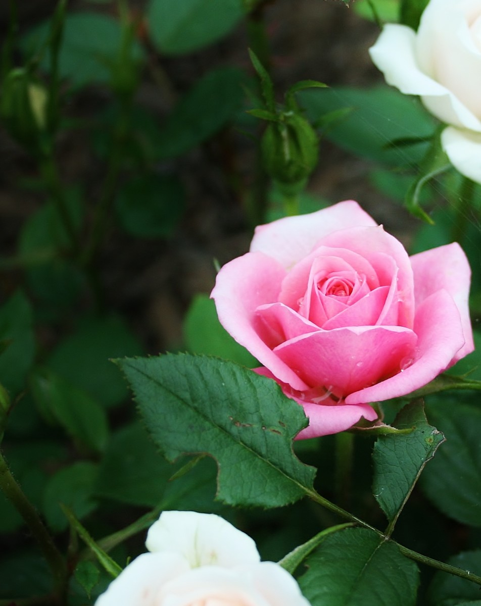 Miniature roses are just as prone to black spot as other types of rose bushes.