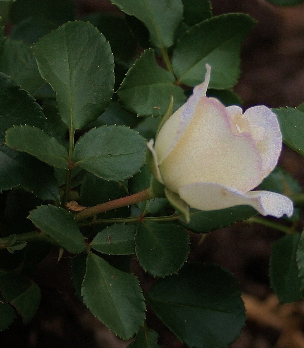 black-spot-on-roses-prevention-treatment