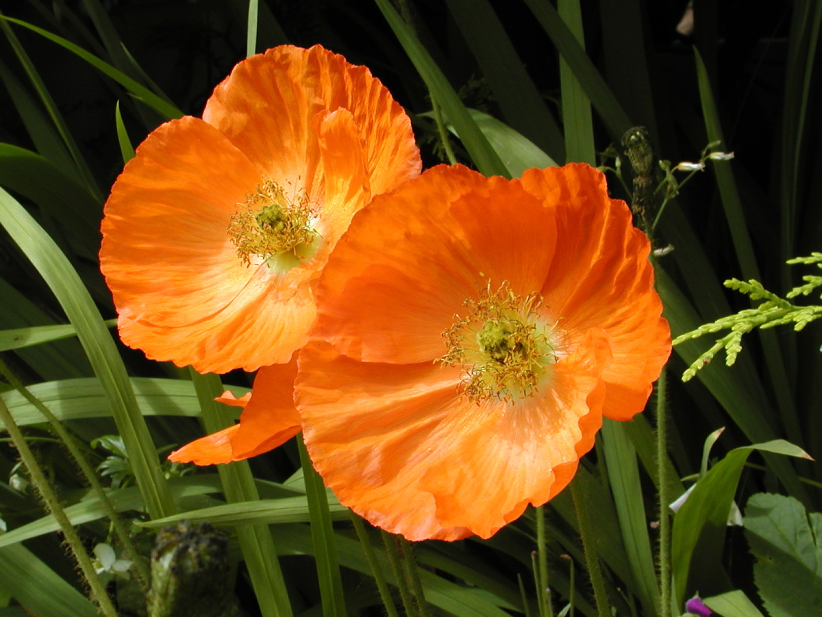 Annual Poppies