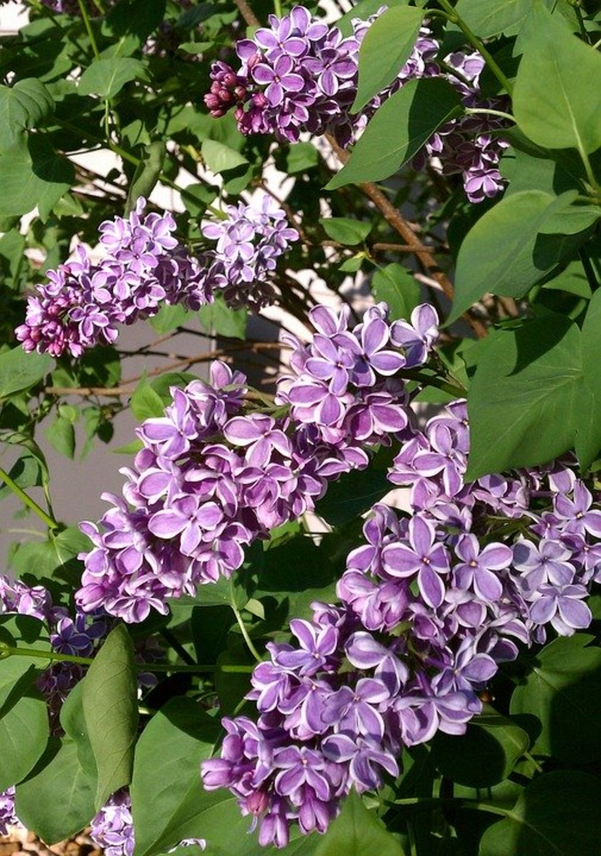 Why Do Lilacs Stop Blooming? Dengarden
