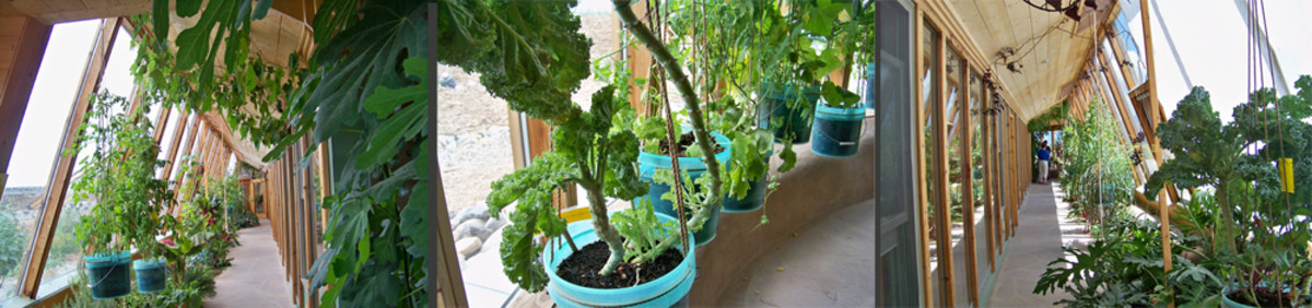Indoor Garden - Kale, tomatoes, and other plants can be watered with greywater.