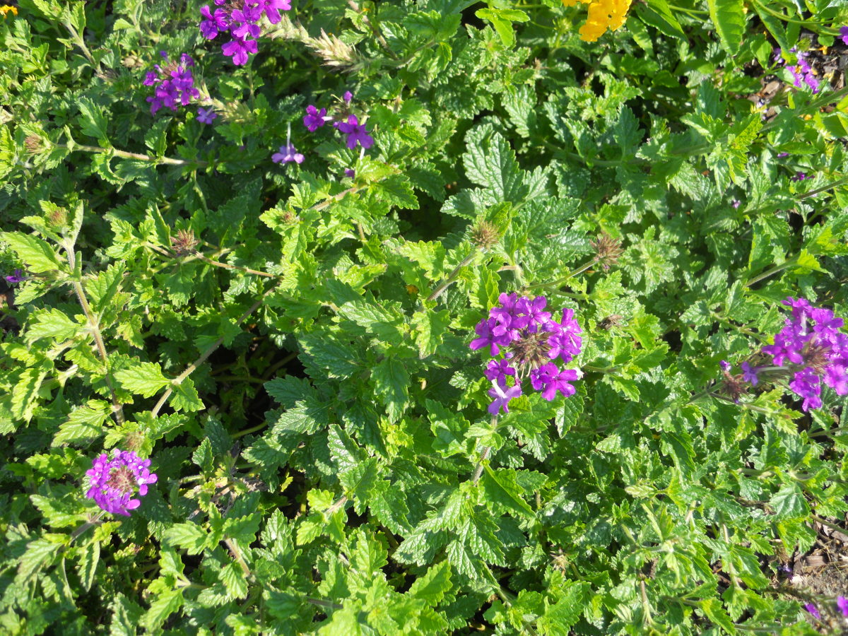 Image of Verbena heat tolerant flowers