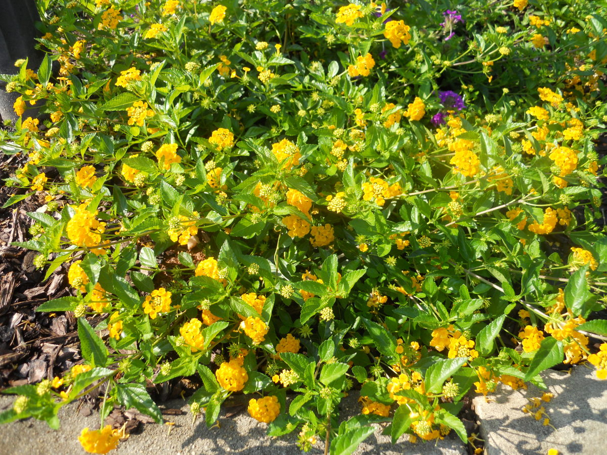 The Best Heat and Drought Resistant Flowers for Your Garden Dengarden