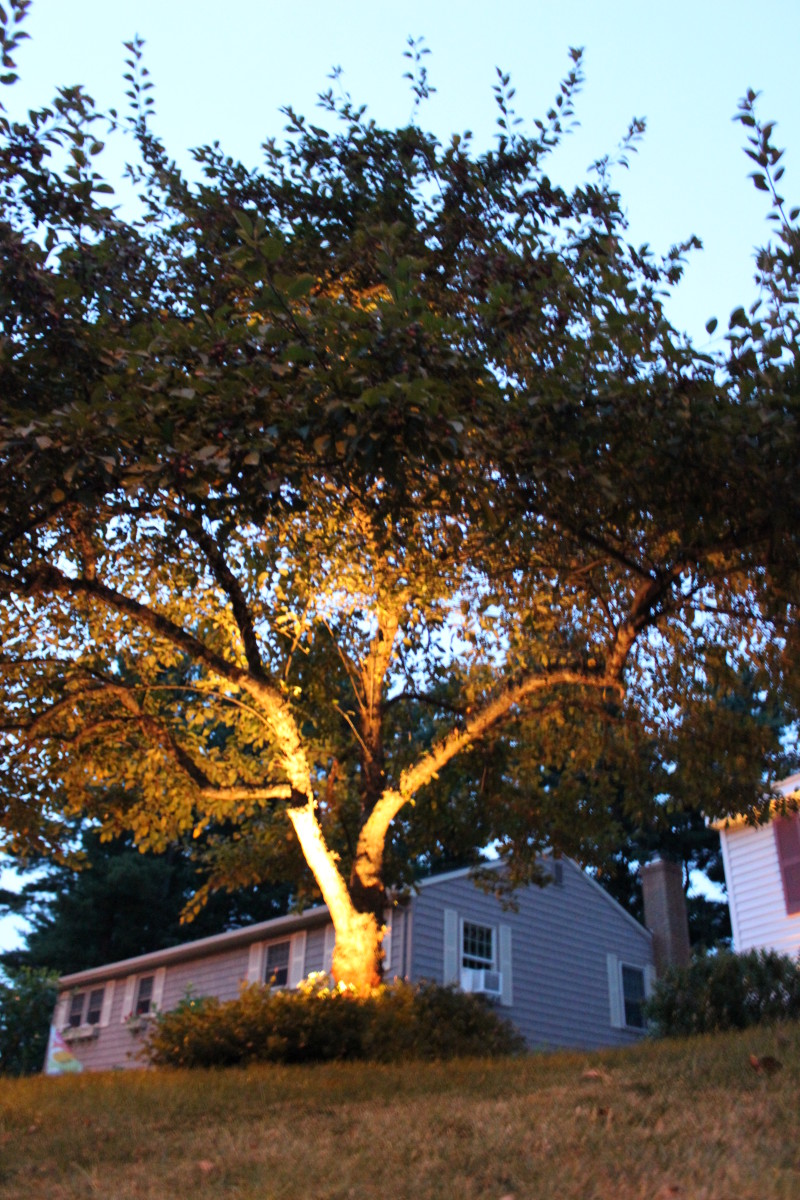 This is a 20watt low voltage landscape light place at the base of a crab apple tree.