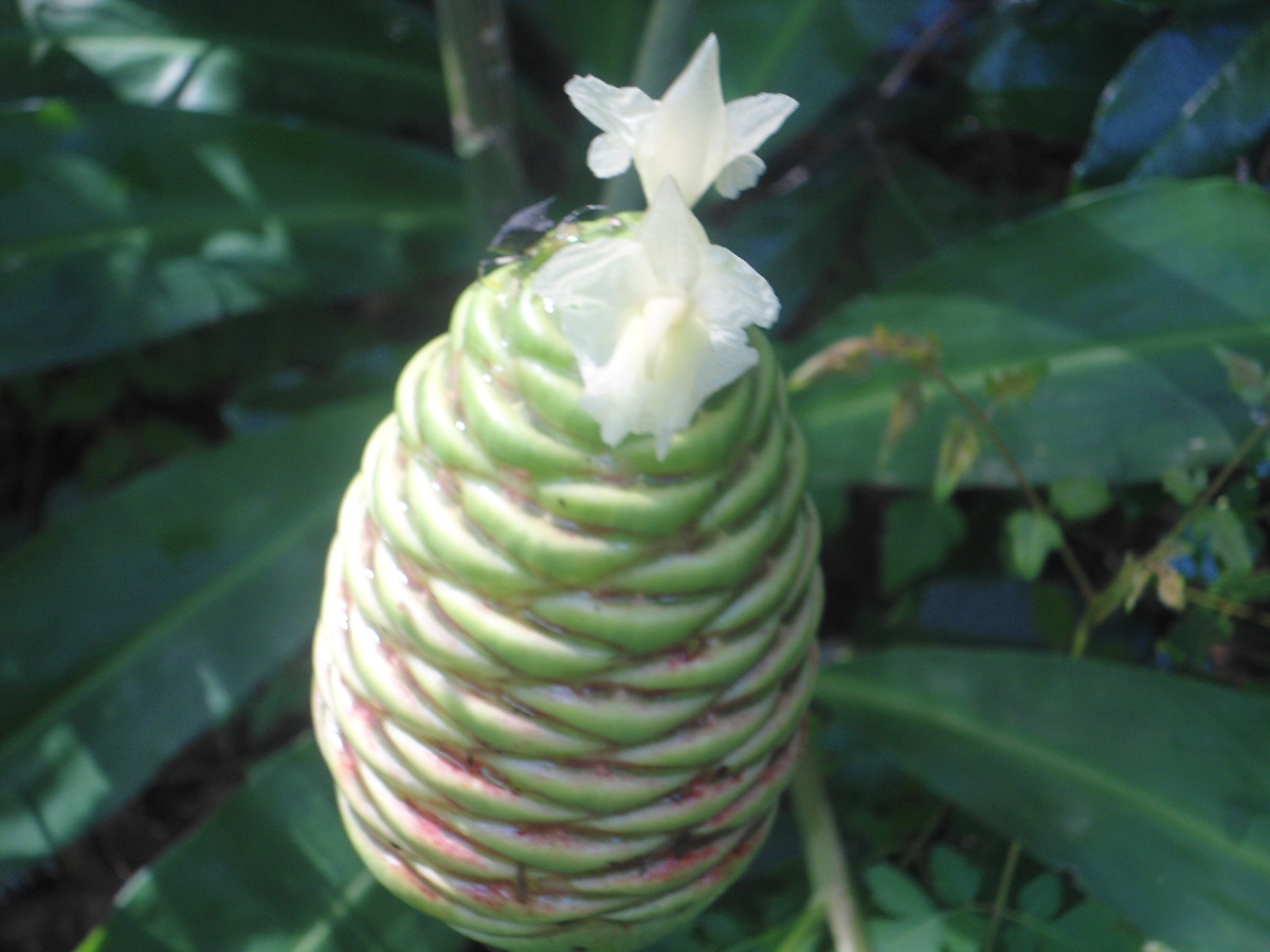 Pinecone Ginger: More Than Just a Pretty Face in Your Yard