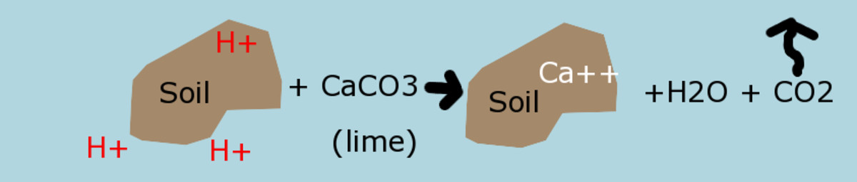 Calcium carbonate (lime) is added to soil. The lime reacts with the extra hydrogen ions and produces calcium, water, and carbon dioxide.
