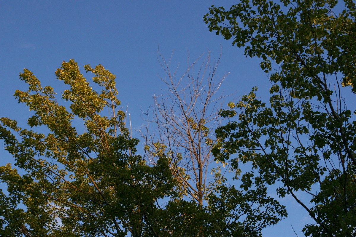 An entire grove of maple and elm trees has lost its leaves and is dying due to a nutrient deficiency. The grove grows in clay soil with a very low pH, robbing it of the phosphorus and magnesium it needs to live.