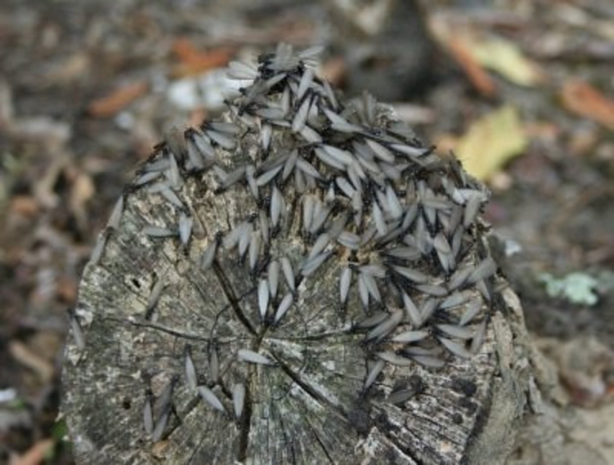 Drywood Termites looking for crevices to set up nests. 