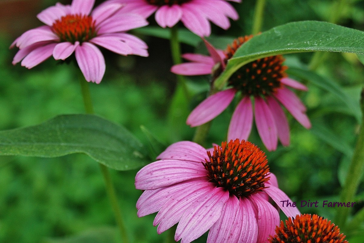 How to Grow Purple Coneflower Dengarden