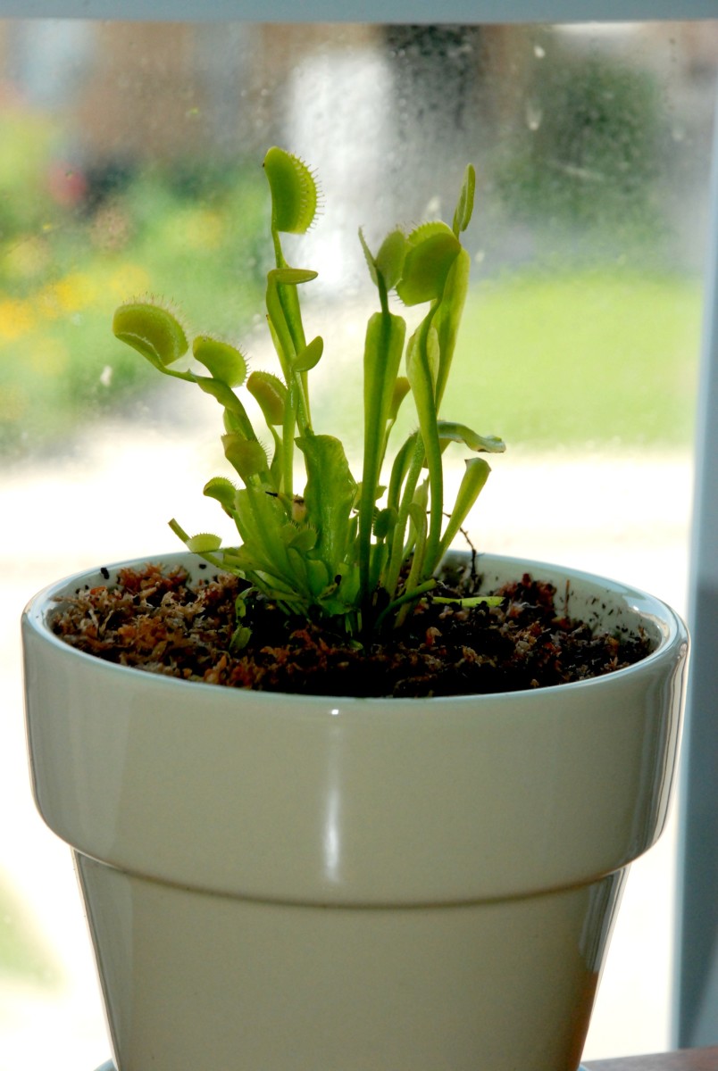 The Venus flytrap sitting on a windowsill, where it can receive sunlight.