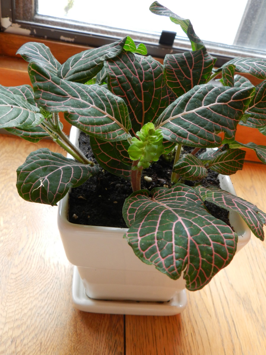 Pink Vein Fittonia with light green flower. Remove flower to enhance foliage. 