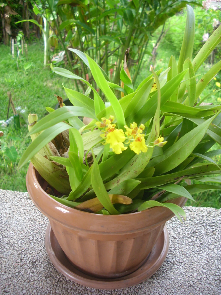 My Dancing Lady Orchids blooming for the first time! This photo was taken on my balcony in the Philippines on May 13, 2013.