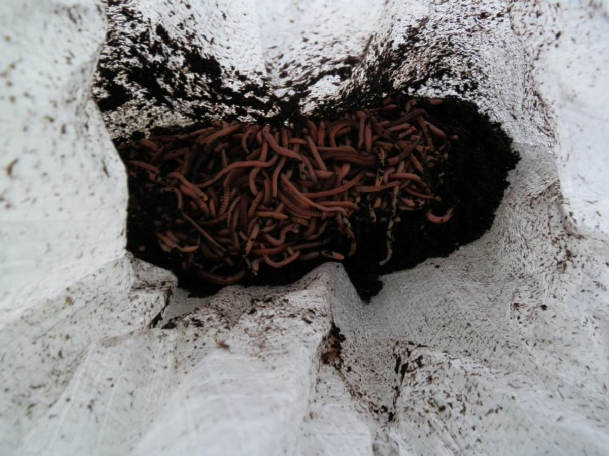 Composting worms in a bag.