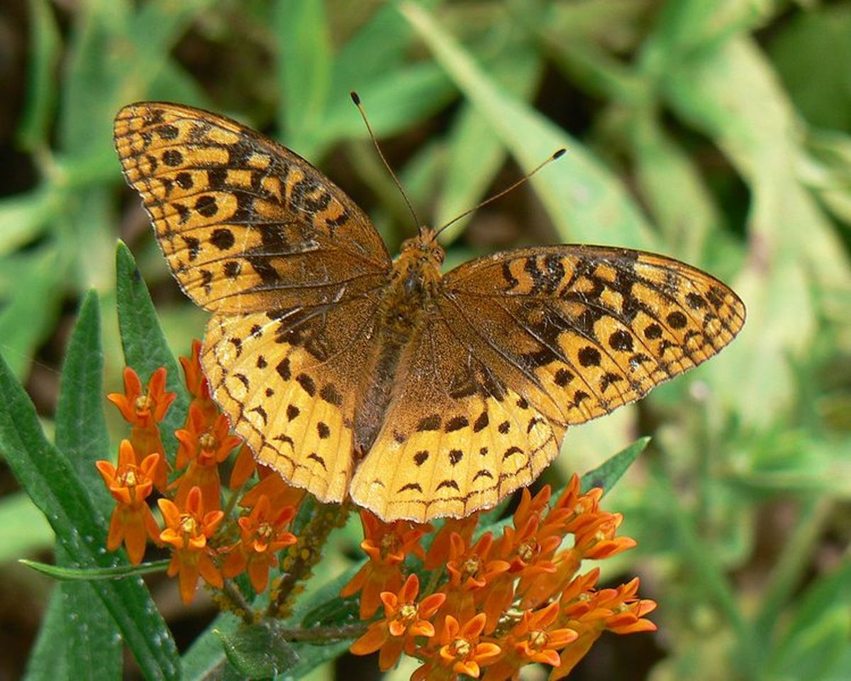 Ten Beautiful Oklahoma Butterfly Species and How to Attract Them