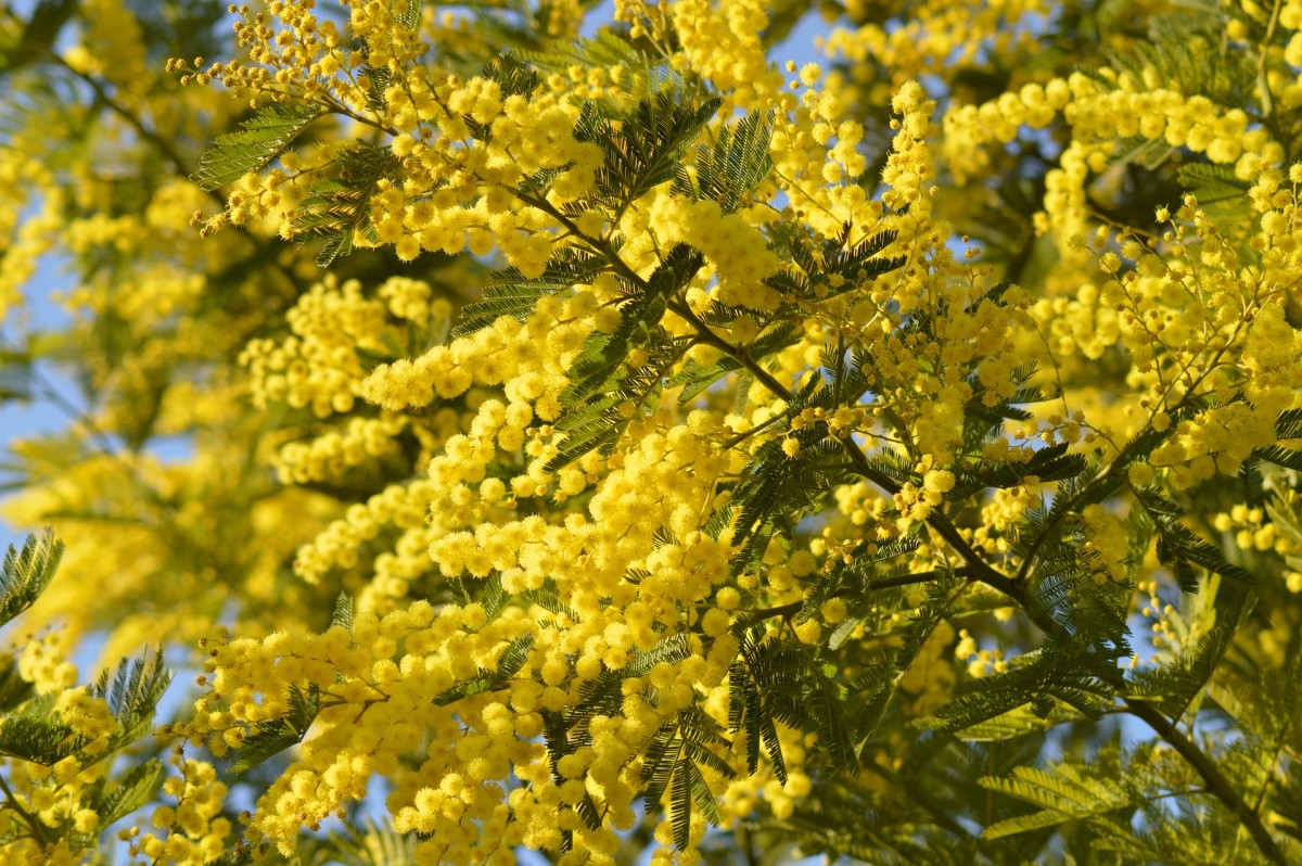 Mimosa trees are undoubtedly lovely, but the mess they make is not!