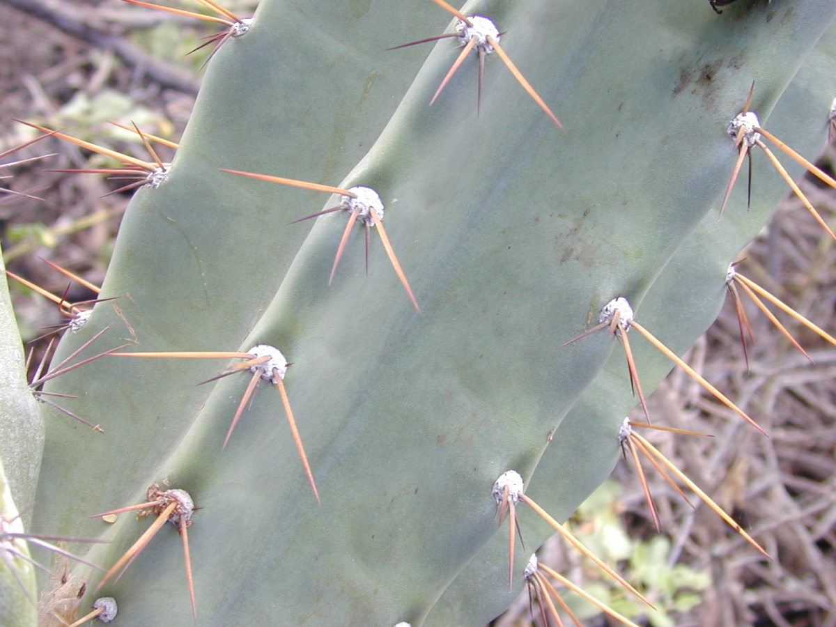 stem showing ribbing and waxy coating on a young cactus