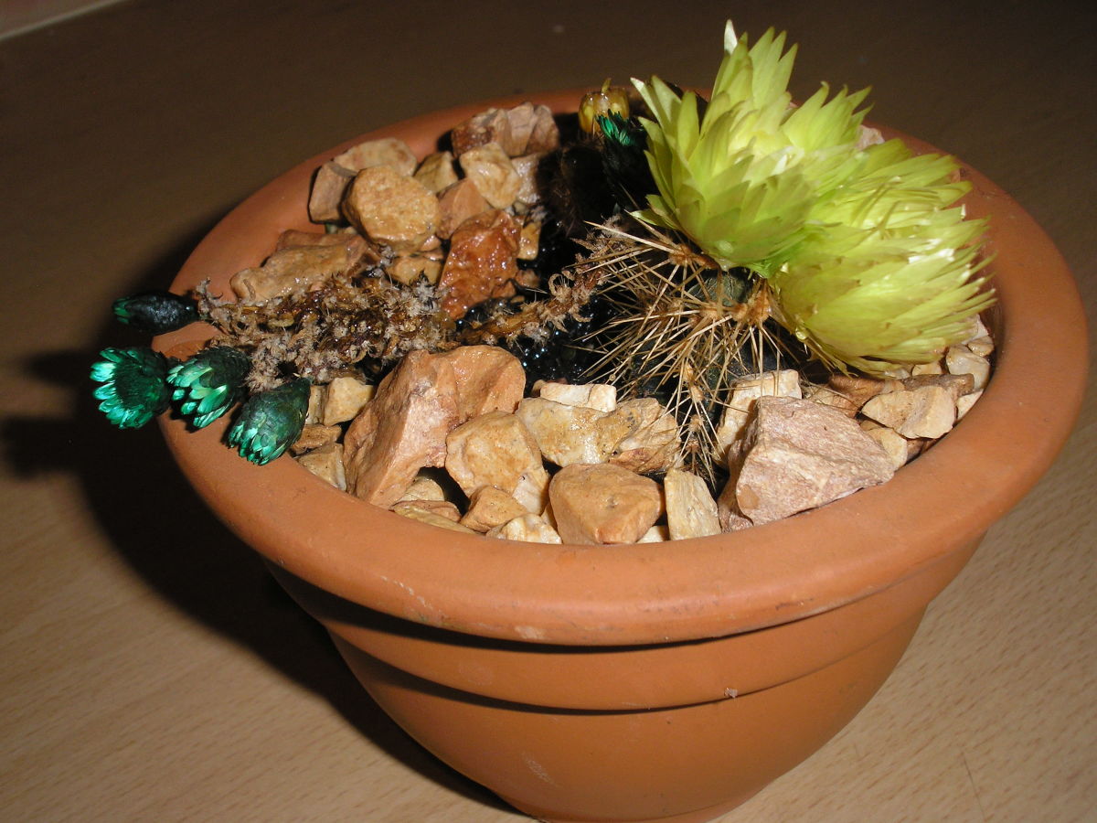 characteristics-of-cacti-plants