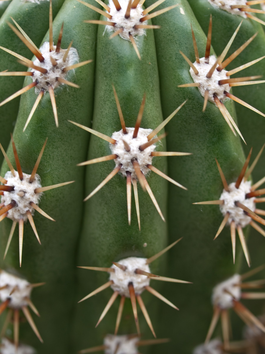 Areoles of an Echinopsis species